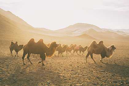 骆驼在移动 – 5522×3681px