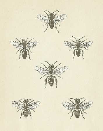蜜蜂图二 – 6600×8400px