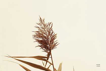 夏天的芦苇 – 5383×3589px