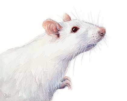 白色白化鼠水彩 – 10417×8296px