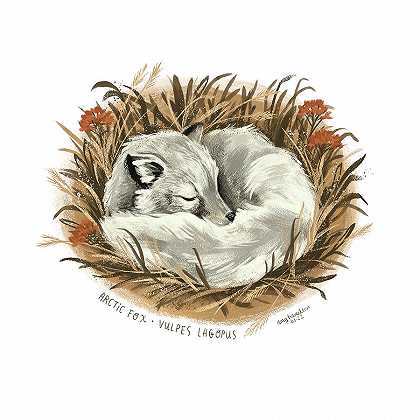 睡觉的北极狐 – 5400×5400px