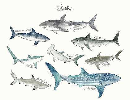 鲨鱼-景观格式 – 12600×9750px