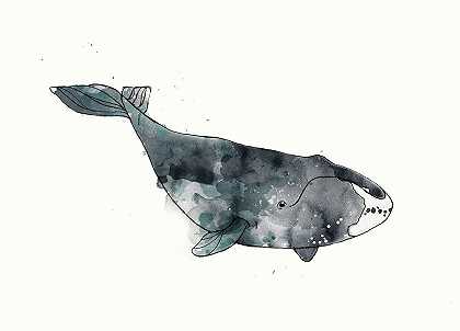 鲸鱼图中的弓头鲸 – 7500×5400px