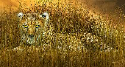 猎豹-在野草中 – 7200×3900px