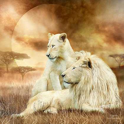 两只白狮——在一起 – 7200×7200px