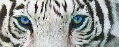 野生眼睛-白虎 – 4500×1800px