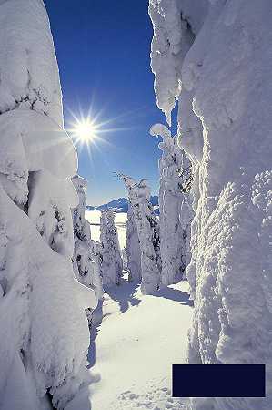 雪景白雪覆盖的树木和明亮的阳光 -匿名的- 3492×5248px ✺