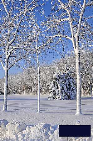 威斯康星州白雪覆盖的树木 -匿名的- 4085×6150px ✺