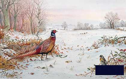 雪中的野鸡和荆棘雀 -卡尔·唐纳- 6122×3878px ✺