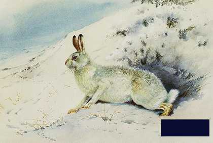 野兔 -阿奇博尔德·索伯恩- 4825×3252px ✺