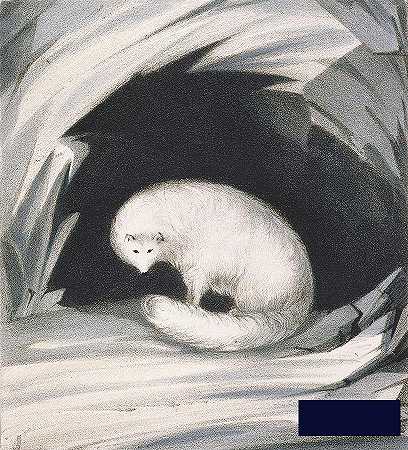 北极狐，来自《第二个故事》 -约翰·罗斯爵士- 4068×4482px ✺