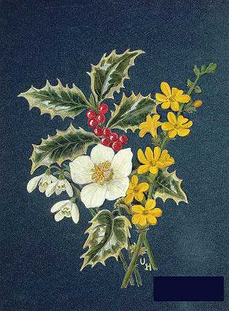 冬青树、圣诞玫瑰、雪花莲和茉莉花 -乌苏拉·霍奇森- 4357×5897px ✺