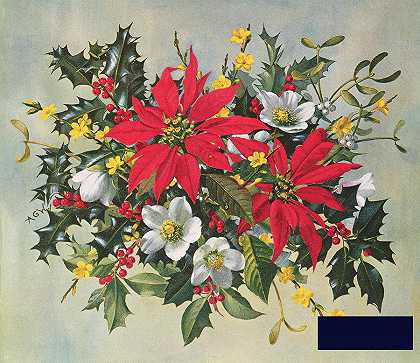 圣诞花 -艾伯特·威廉姆斯- 5335×4617px ✺