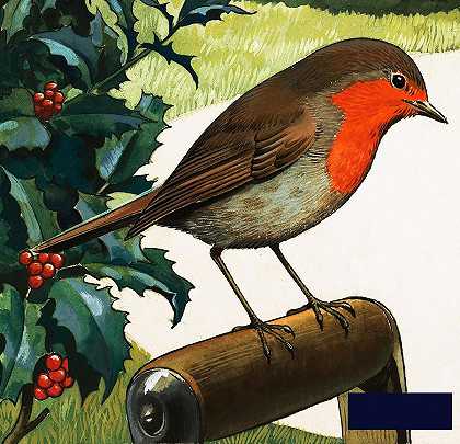 红襟和更鸟 -英国学校- 2473×2388px ✺