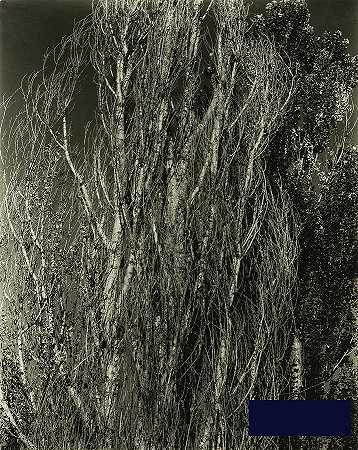 乔治湖白杨，1932年 -阿尔弗雷德·斯蒂格利茨- 2446×3067px ✺
