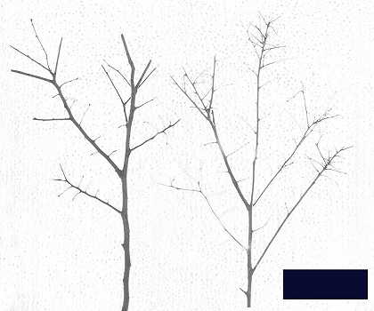 白雪覆盖的地区每天有两棵树 -朱利奥·塞罗基- 9000×7500px ✺