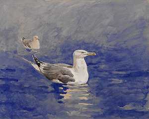 海鸥研究#3，1976 by Jamie Wyeth